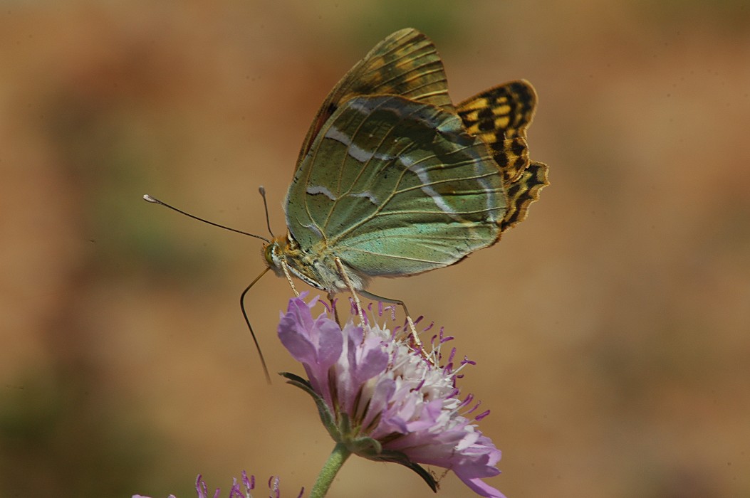 Argynnis pandora